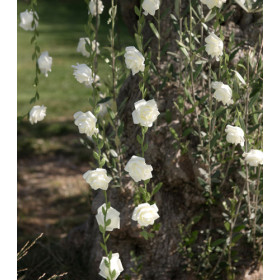 Guirlande de roses artificielles blanches/roses